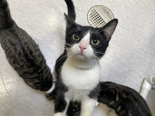 FRENCHIE, Adult Domestic Short Hair (medium coat), cat for adoption in Westminster, California