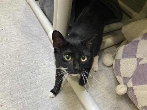 JAN, Adult Domestic Short Hair (medium coat), cat for adoption in Westminster, California