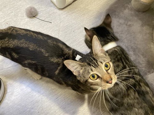SANDY, Young Domestic Short Hair (medium coat), cat for adoption in Westminster, California