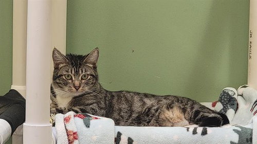 MARTY, Adult Domestic Short Hair (medium coat), cat for adoption in Westminster, California