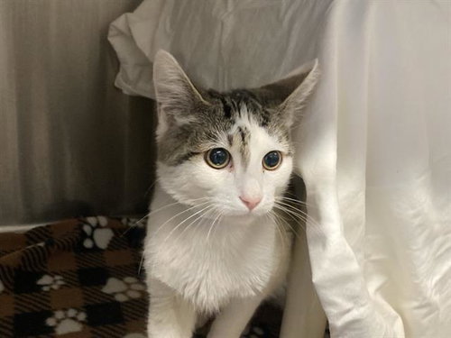 CONTRA, Young Domestic Short Hair (medium coat), cat for adoption in Westminster, California