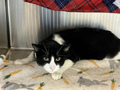 SIR ISAAC, Adult Domestic Short Hair (medium coat), cat for adoption in Westminster, California