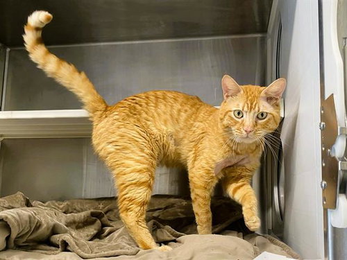 MOCHI, Adult Domestic Short Hair (medium coat), cat for adoption in Westminster, California