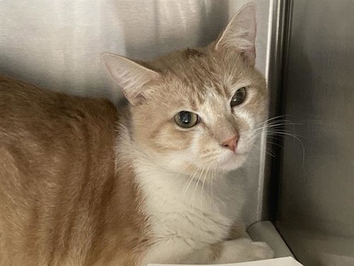 BARBOSO, Adult Domestic Short Hair (medium coat), cat for adoption in Brea, California