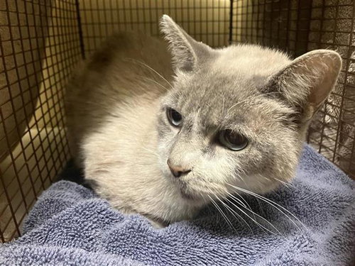 CASPER, Senior Snowshoe (medium coat), cat for adoption in Brea, California