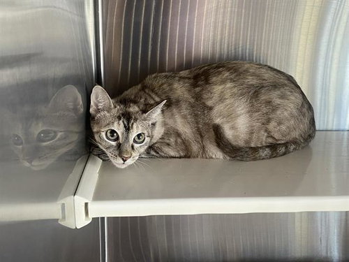 MEI, Adult Domestic Short Hair (medium coat), cat for adoption in Alhambra, California