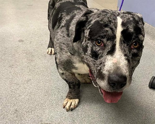FENWAY, an adoptable Basset Hound in Orange, CA