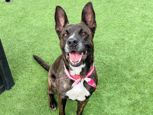 MILA, an adoptable Dutch Shepherd in Orange, CA