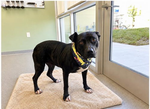 LEXI, an adoptable Pit Bull Terrier in Orange, CA