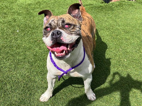 FLOKI, an adoptable Bulldog in Orange, CA