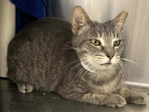 BREEZY, Adult Manx (medium coat), cat for adoption in Alhambra, California