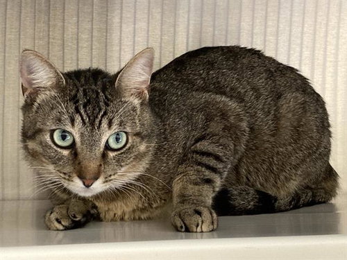 WALTER, Adult Domestic Short Hair (medium coat), cat for adoption in Alhambra, California