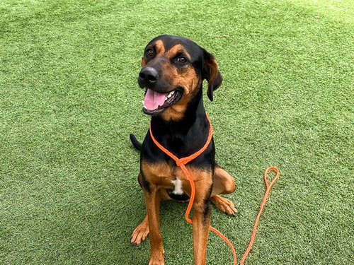 CARDI, an adoptable Doberman Pinscher in Orange, CA