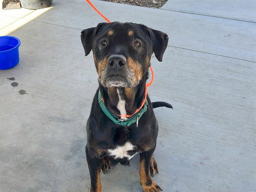 ELLEN, an adoptable Rottweiler in Orange, CA