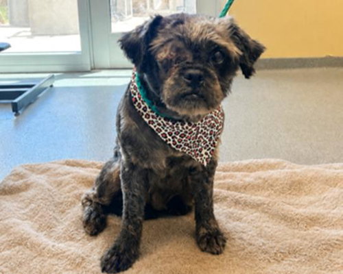 LITICIA, an adoptable Shih Tzu in Orange, CA