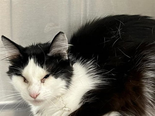 LYRIC, an adoptable Domestic Medium Hair in Orange, CA