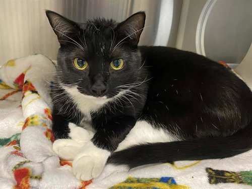 OLSON, Adult Domestic Short Hair (medium coat), cat for adoption in Alhambra, California