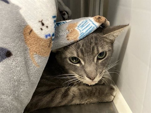 PARKER, Adult Domestic Short Hair (medium coat), cat for adoption in Alhambra, California