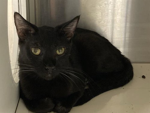 CLAUDIA, Adult Domestic Short Hair (medium coat), cat for adoption in Alhambra, California
