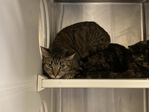 SELMA, Adult Domestic Short Hair (medium coat), cat for adoption in Alhambra, California