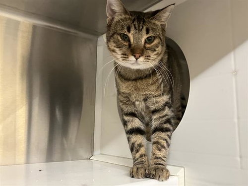 SELMA, Adult Domestic Short Hair (medium coat), cat for adoption in Paramount, California
