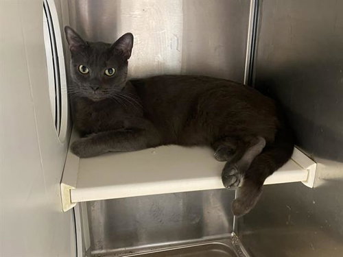 CLARK, Adult Domestic Short Hair (medium coat), cat for adoption in Alhambra, California