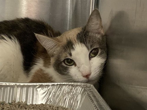 CAROLINA, Young Domestic Short Hair (medium coat), cat for adoption in Alhambra, California