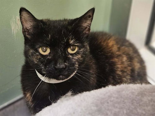 ANGELINA, Senior Domestic Short Hair (medium coat), cat for adoption in Alhambra, California
