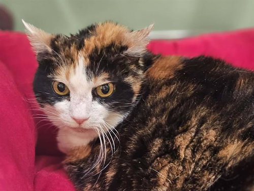 SADIE, Senior Domestic Short Hair (medium coat), cat for adoption in Alhambra, California