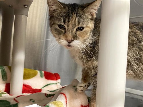 AGATHA, Adult Domestic Short Hair (medium coat), cat for adoption in Alhambra, California