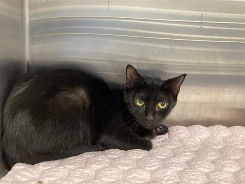 BAILEY, Young Domestic Short Hair (medium coat), cat for adoption in Alhambra, California