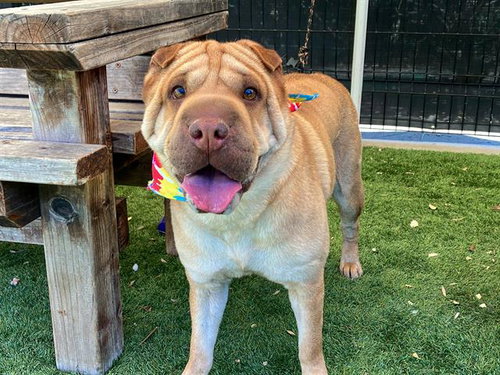 LUNA, an adoptable Chinese Shar-Pei in Orange, CA