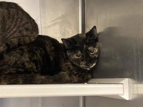 THELMA, Adult Domestic Short Hair (medium coat), cat for adoption in Alhambra, California