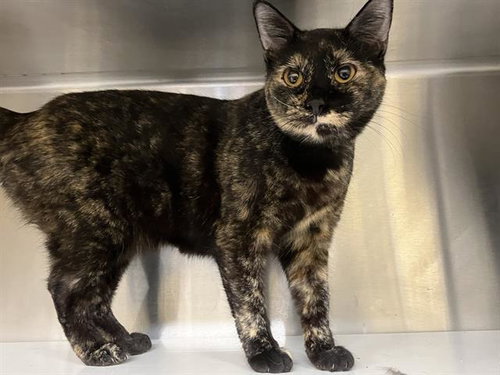 THELMA, an adoptable Domestic Short Hair in Orange, CA