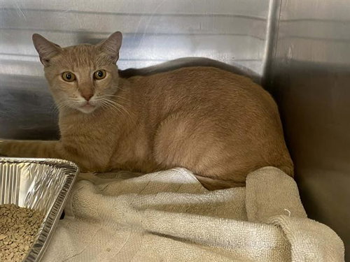 SOL, Adult Domestic Short Hair (medium coat), cat for adoption in Alhambra, California