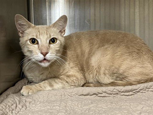 SOL, Adult Domestic Short Hair (medium coat), cat for adoption in Paramount, California