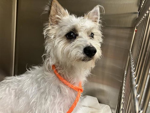 MARSHALS, an adoptable Cairn Terrier in Orange, CA