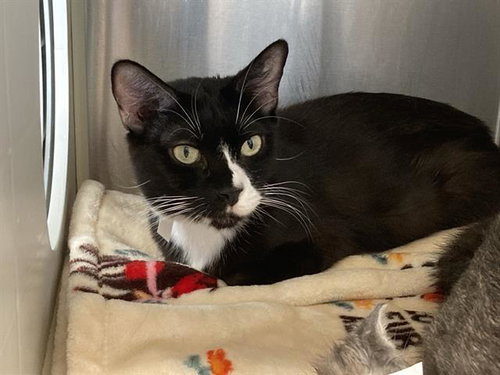 KATIE, Young Domestic Short Hair (medium coat), cat for adoption in Alhambra, California
