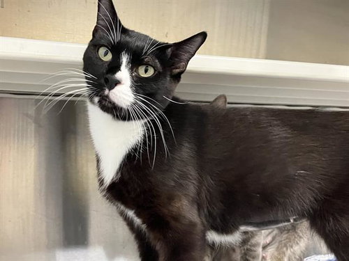 KATIE, an adoptable Domestic Short Hair in Orange, CA
