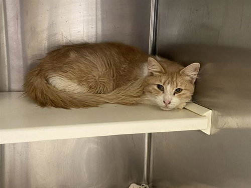 JUDITH, Adult Domestic Short Hair (medium coat), cat for adoption in Alhambra, California