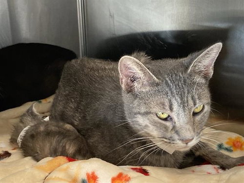 KAYA, Young Domestic Short Hair (medium coat), cat for adoption in Alhambra, California