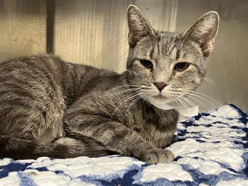 KAYA, an adoptable Domestic Short Hair in Orange, CA