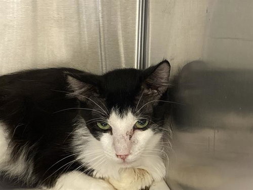 LETO, Senior Domestic Short Hair (medium coat), cat for adoption in Alhambra, California