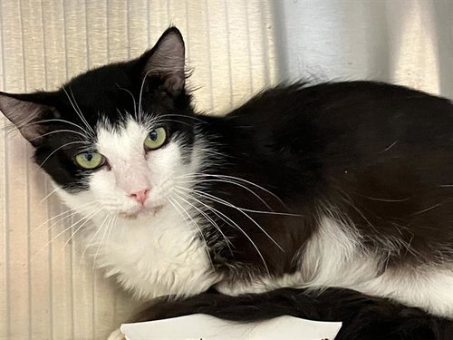LETO, an adoptable Domestic Short Hair in Orange, CA