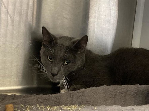 HENRIK, Adult Domestic Short Hair (medium coat), cat for adoption in Alhambra, California