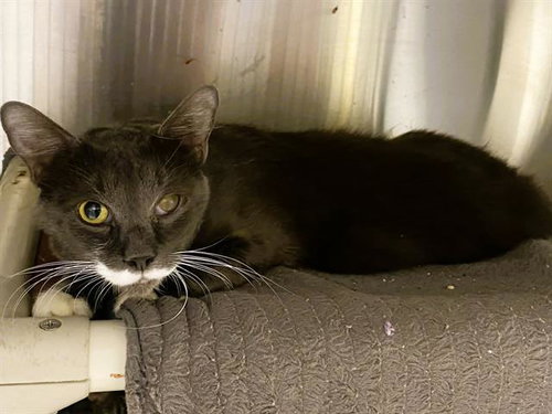 ROBERT, Adult Domestic Short Hair (medium coat), cat for adoption in Alhambra, California