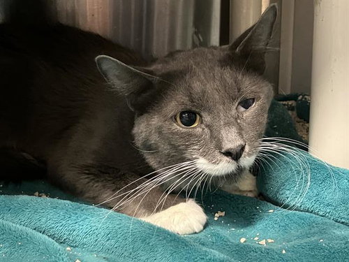 ROBERT, Adult Domestic Short Hair (medium coat), cat for adoption in Paramount, California