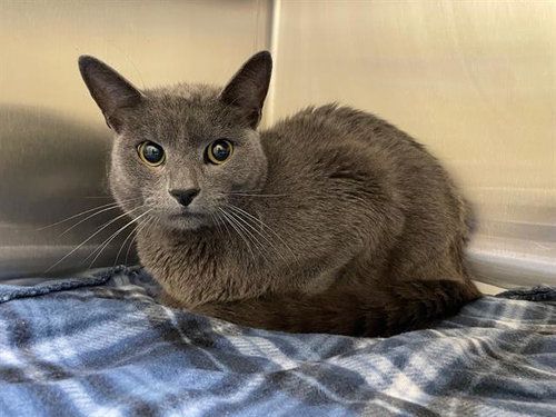 LARK, Adult Domestic Short Hair (medium coat), cat for adoption in Alhambra, California