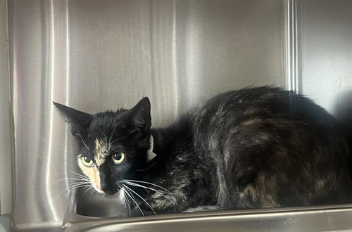 GEMINI, Young Domestic Short Hair (medium coat), cat for adoption in Alhambra, California