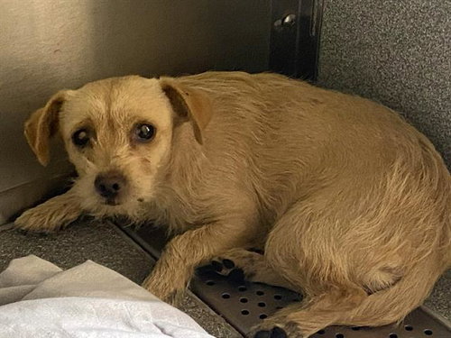 NAMI, an adoptable Cairn Terrier in Orange, CA